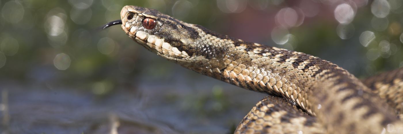 Adder Jelger Herder